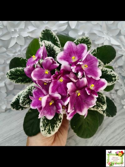 KZ-Источник Вдохновения (И. Заикина) 2023 г.