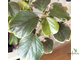 Acalypha wilkesiana 'Obovata' / акалифа обовата