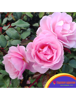 Бийе Ду (Billet Doux)