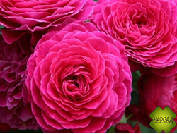 РОЗА ФЛОРИБУНДА "Домэн дэ Сэн Жан де Борегар" (подходит для выращивания в контейнере)