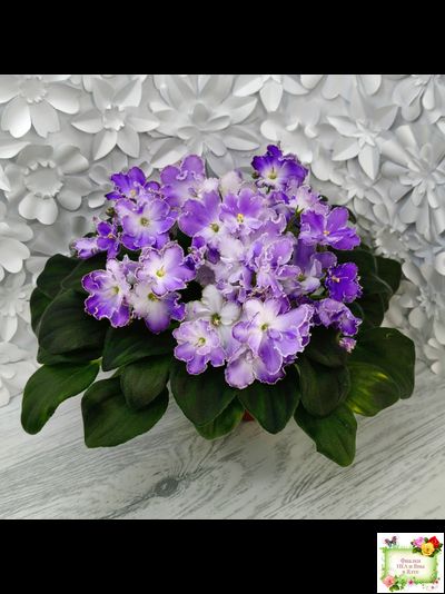 LV-Цветы для Любимого (Л. Шевелева) 2025 г. трейлер (клакамасный лонг)