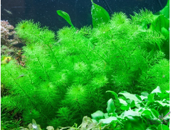 Rotala indica green