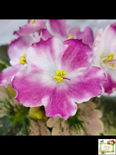 АВ-Птица Певчая (Фиалковод) 2022 г. (лист посажен 29.01.26)