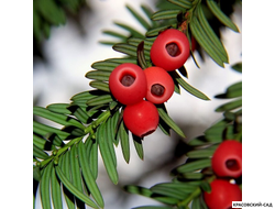 Тис Ягодный - Baccata