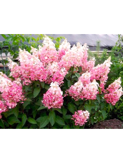 Гортензия метельчатая Pinky Winky