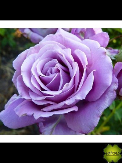 РОЗА ПЛЕТИСТАЯ КЛАЙМИНГ БЛЮ МУН