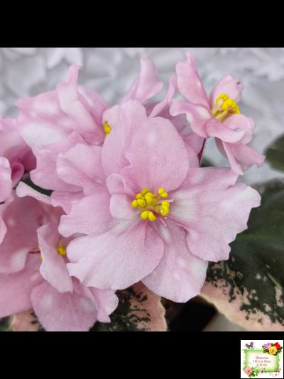 Rivermist Pearls (J. Baker) (10974) 04/13/2018