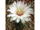 Gymnocalycium mesopotamicum - 10 семян