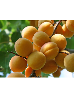 Абрикос "Жигулевский сувенир" (ранний), ОКС