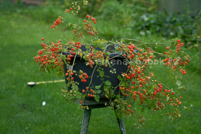 Томат ампельный Сотни и тысячи (100 и 1000), 10 шт.
