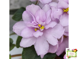 ЛЕ-Розовый Вальс (Е. Лебецкая) 2018 г. трейлер (пасынок сорт посажен 20.10.25)