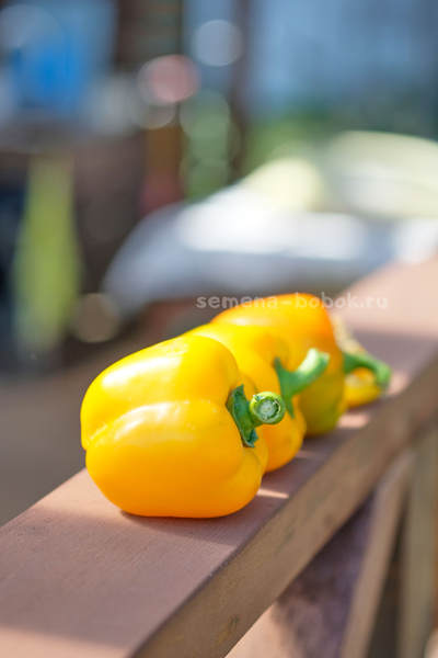 Перец сладкий Марта полка, 10 шт