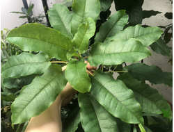 Ficus tremula / фикус тремала