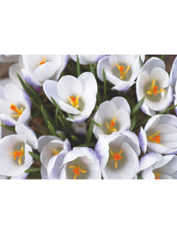 Фотообои "Утренняя весна"