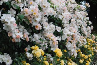 Салли Холмс (Sally Holmes), Holmes , Мускусный гибрид.