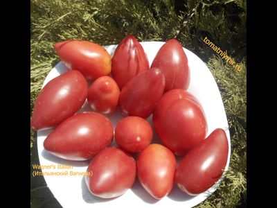 Томат Wagner's Italian (Итальянский Вагнера)