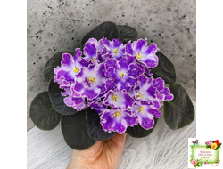 DS-Изюм (Dimetris) 2014 г.