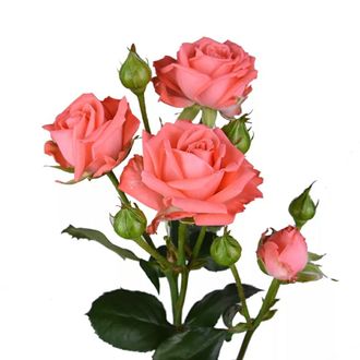 Розы Кустовые Рыжие (до 80 см) Россия