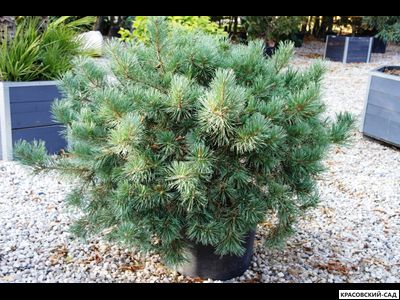 Сосна Дирхэв - Dyrehave