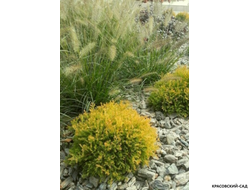 Туя Голден Таффет - Golden Tuffet