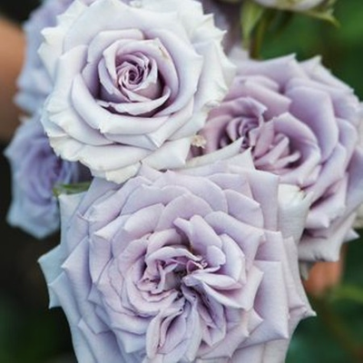 Шато Мертию (Chateau Myrtille)