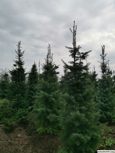Пихта одноцветная - фото осенью - красовский-сад.рф