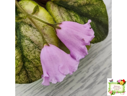 Dn-Рожева Конвалiя Gold (Д. Денисенко)