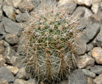 Echinopsis hybrid ‘Impulse’ x ‘Nocturne’ (D=15-20mm, H=30mm)