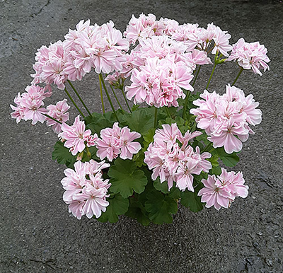 Пеларгония Saga