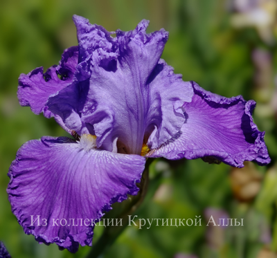 Ирис  Super Model