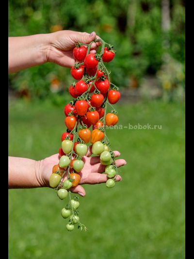 Томат Gardener's Sweetheart (Возлюбленная Садовода), 10 шт.