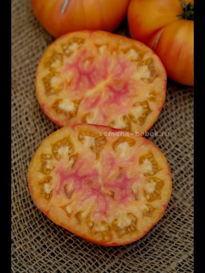 Томат Ярсон 34 (Jarson 34), 10 шт