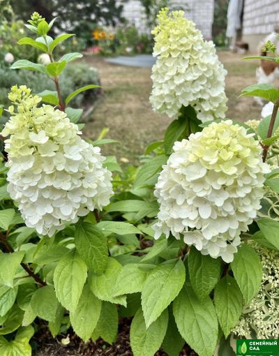 Гортензия метельчатая "Magical Kalimanjaro" (Мэджикл Калиманжаро)