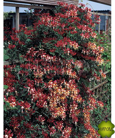 Жимолость вьющаяся "Серотина"