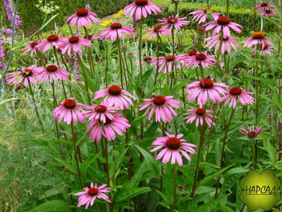 Эхинацея пурпурная (лекарственная) (саженец 1 года)