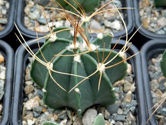 Astrophytum senile v.aureum (D=50мм)
