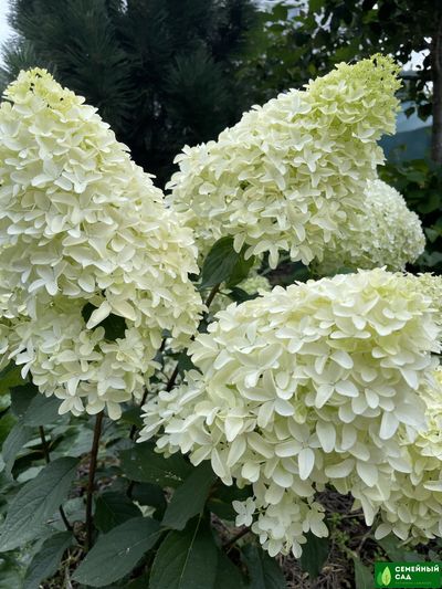 Гортензия метельчатая "Skyfall" (Скайфолл)