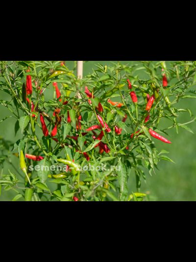 Перец острый Скай Пайрет (Sky pirate), 10 шт