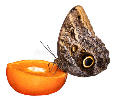 Тропикарий-ферма бабочек 20 куколок разных видов