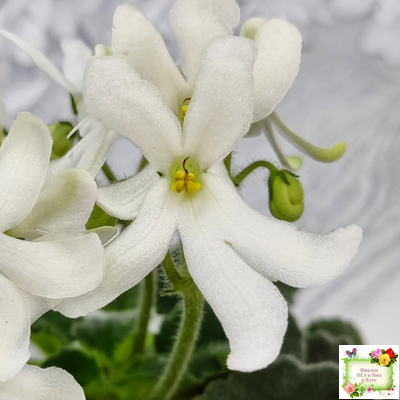 Lunar Lily white (Лунэ Лили уайт) (селекционер неизвестен)