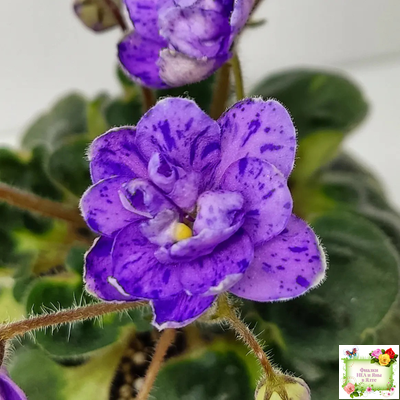 Milady (C.Russell) 01/21/1981 (гёрл-лист)