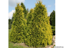 Туя Санкист - Sunkist