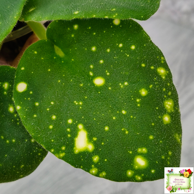 ШН-Космическая Фея (Н. Шушакова) 2019 г.