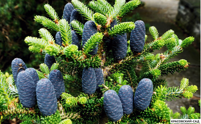 Пихта корейская - Abies koreana