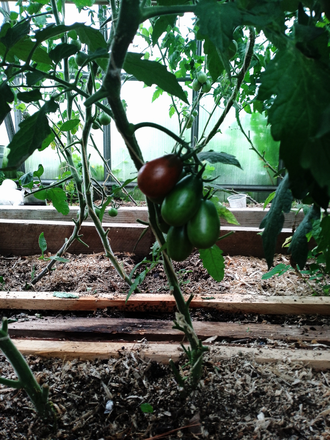 Семена томата Черный гроздевой / *нов 2025