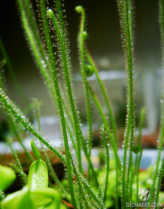 Drosera Filiformis