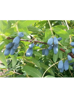 жимолость "альтаир"