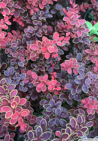 Барбарис Тунберга Orange Sunrise