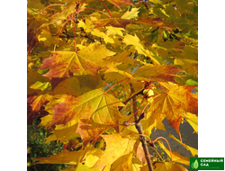 Клен остролистный.