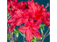 Долоросо азалия гибридная (Rhododendron lutea Doloroso)
